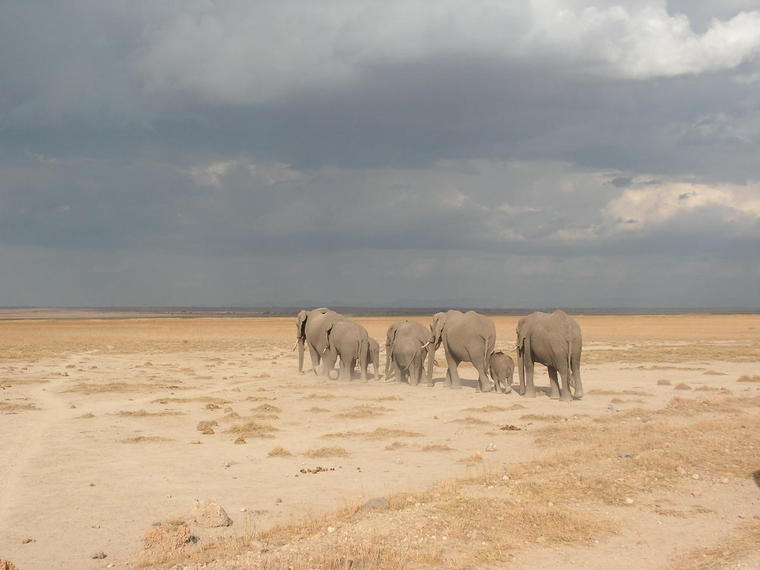 Elephants dans les plaines d'Amboseli
