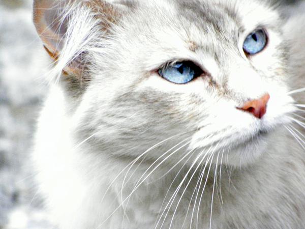 Cat le chat aux yeux bleus
