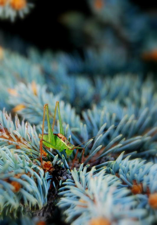 Cricket : n'est pas sauterelle qui veut !
