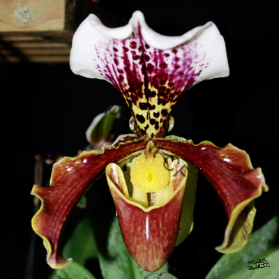 Merveille naturelle du coeur d'une orchidée
Mots-clés: fleur couleur nature