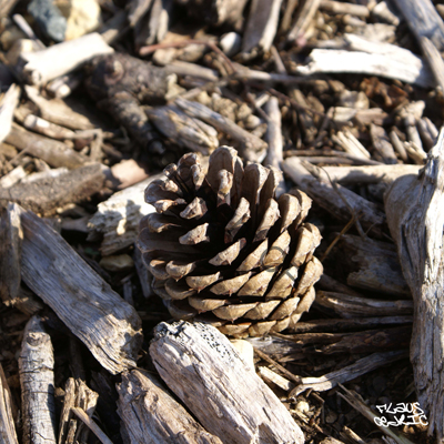 Pomme de pin
Toutes mes photographies sont tiree sur toile
Mots-clés: NATURE