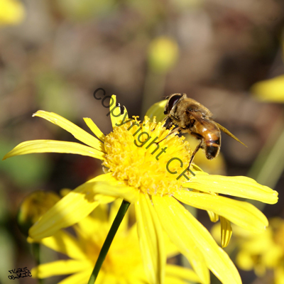 Insecte sur marguerite jaune
Mots-clés: fleur couleur nature