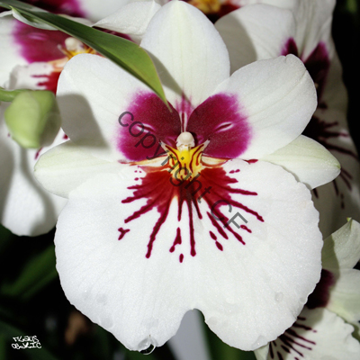 Pensée blanche à coeur sang - fleur 10
Mots-clés: fleur couleur nature