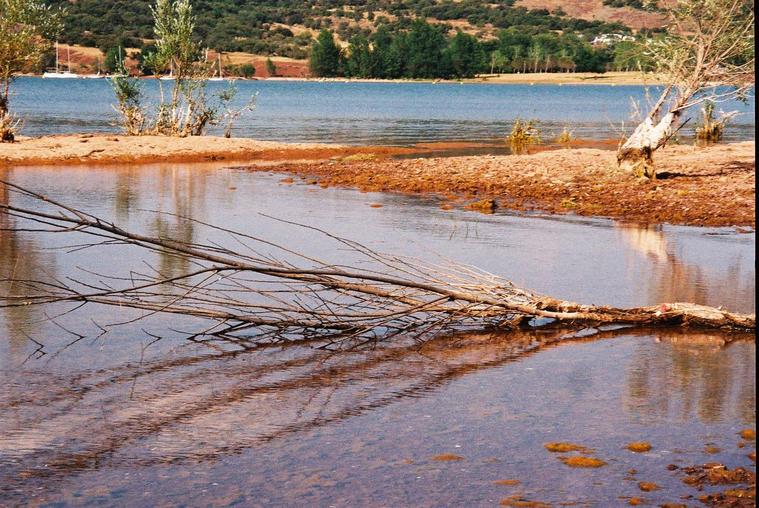 Couleurs et arbre mort, Lac du Salagou

