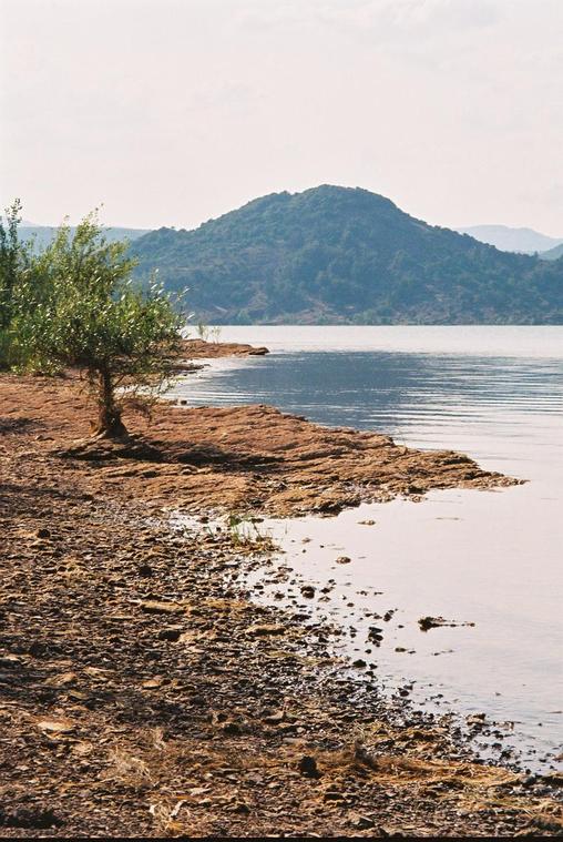 Arbre sur rive du Lac du Salagou, France
