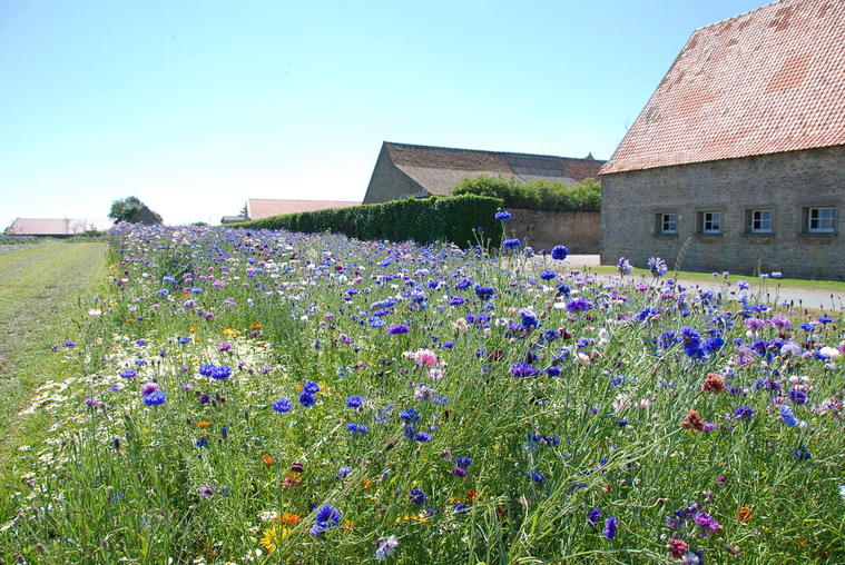 Fleurs bleues Cote d'Opale

