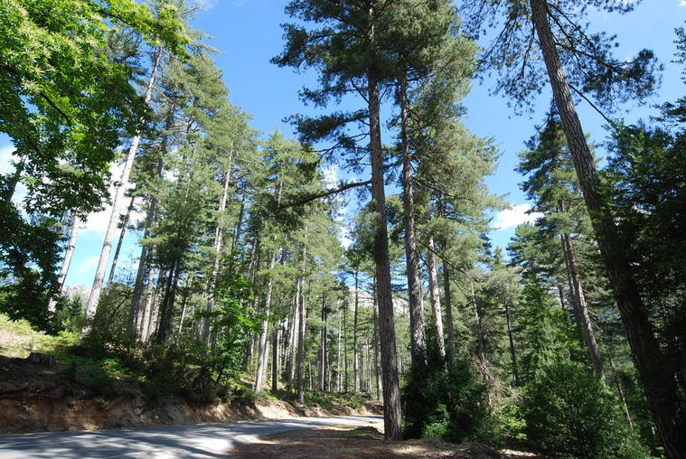 Image de la forêt corse
