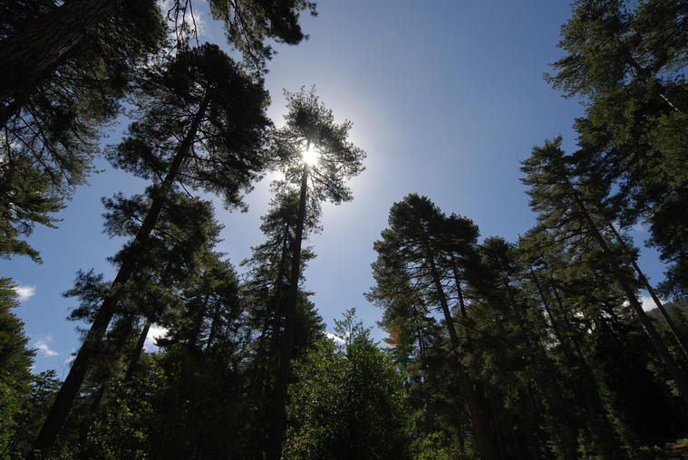 Soleil en forêt corse
