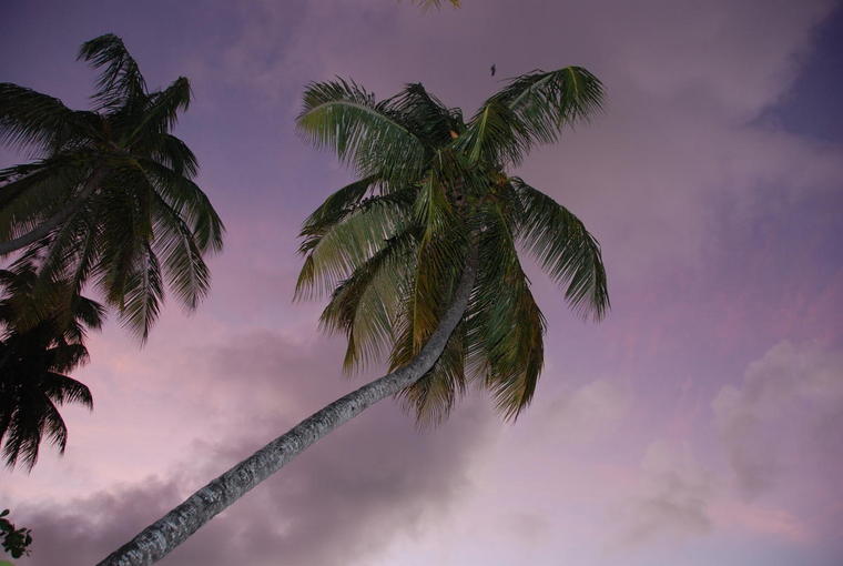 Palmiers sur ciel - Caraibes
