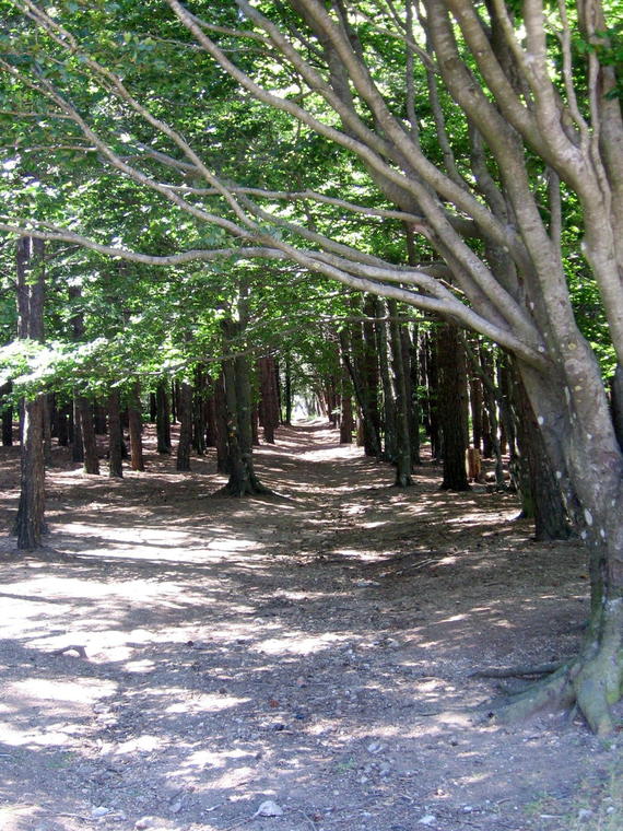 Dans les bois du Mont Caroux
Lors d'une marche jusqu'à une table d'orientation du Mont Caroux - traversée des bois
