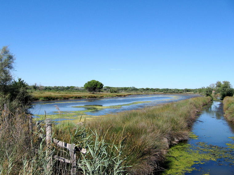 Marais en Camargue
