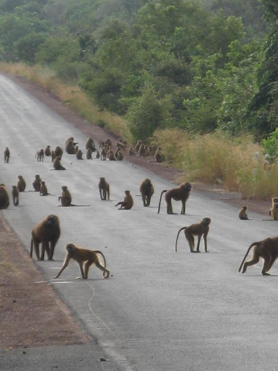 Niokolo Koba, les singes envahissent la route, Senegal
Mots-clés: niokolo koba sénégal singes