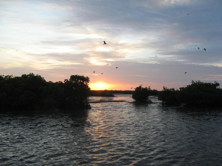 Siné-Saloum, soleil couchant
Mots-clés: Siné Saloum Afrique Sénégal