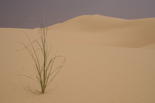 2009 - Mauritania - Tanouchert - Vegetation

