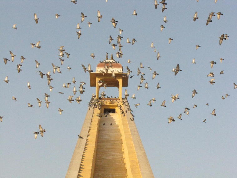 Envolée de pigeaons autour de l'Observatoire astronomique de Jaipur, Inde
Mots-clés: Inde