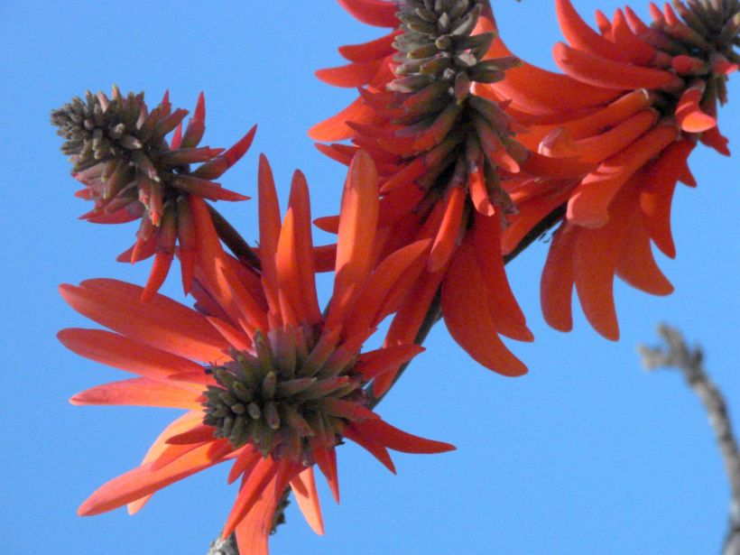Fleurs Afrique du sud sans feuilles...
