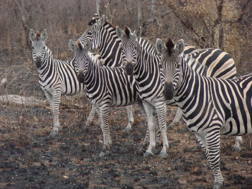 Parc Kruger Zèbres

