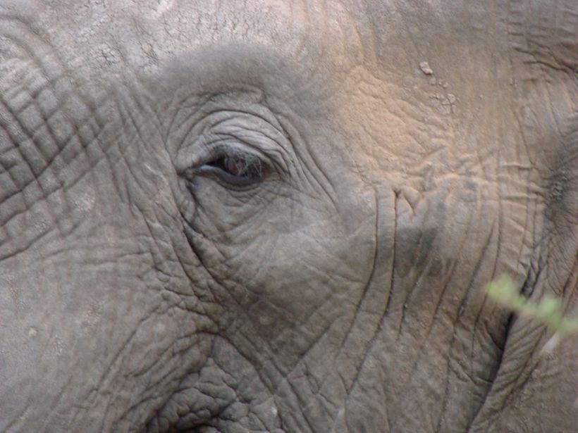 Parc Kruger éléphant
