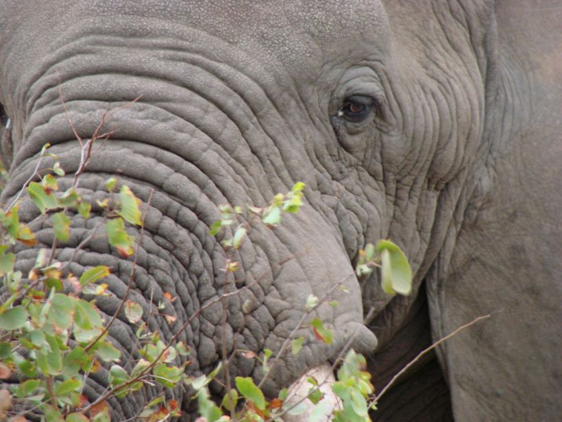 Parc Kruger Eléphant
