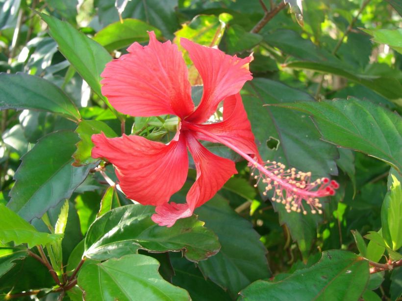 Fleur d'un hibiscus - DSC07328
