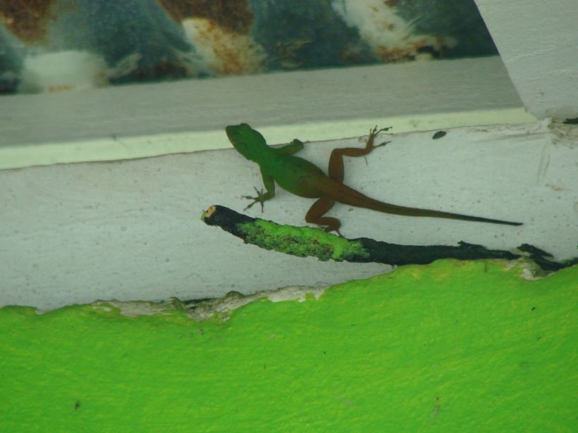 Lézard du Laguna Limon
