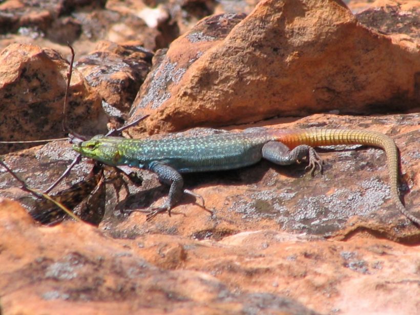 Parc Kruger Lézard multicolore
