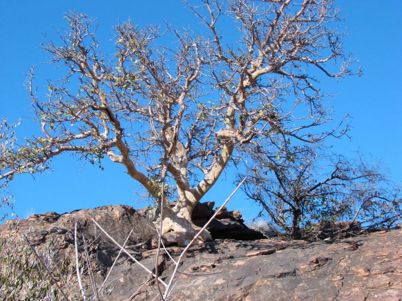 Végétation des rochers
