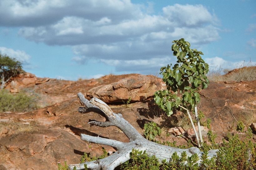 Afrique du sud lodge nature morte
