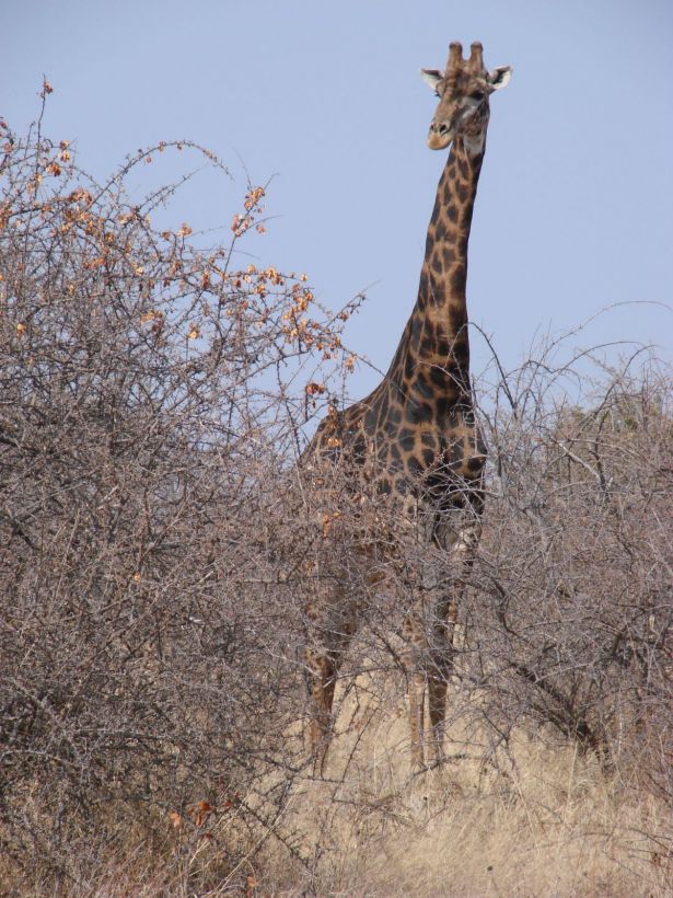 Parc Kruger Girafe
