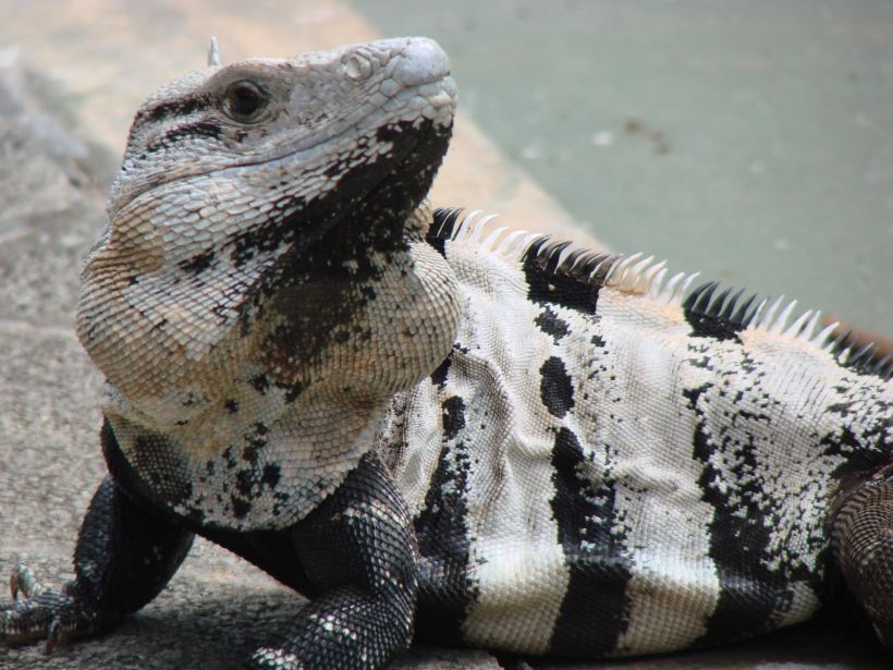 Iguane des hôtels...

