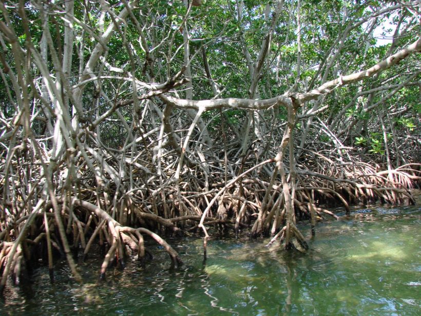 Réserver de Sian Kan mangrove
