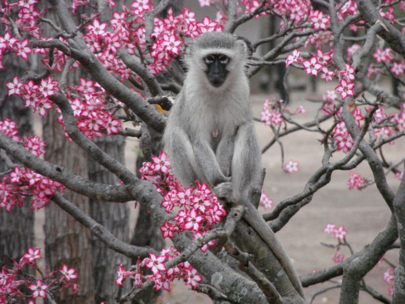 Singe et fkeurs Parc Kruger
