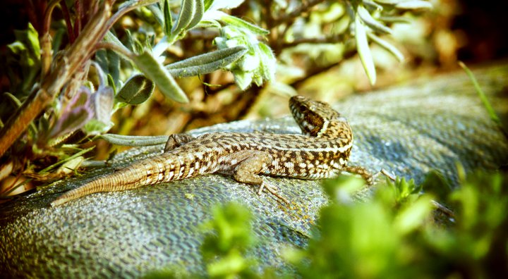 Un lézard.
La terre est bien faite.
