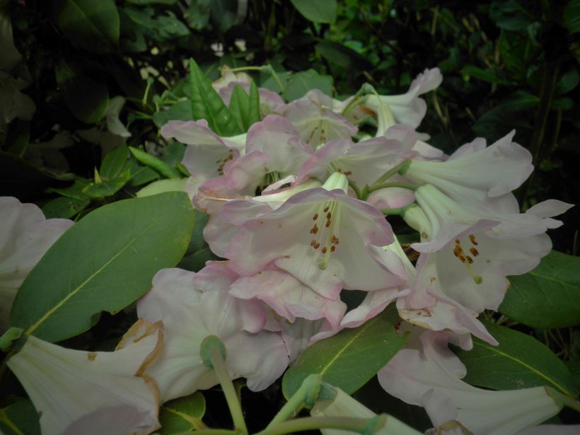 La beauté des fleurs.
â™¥
