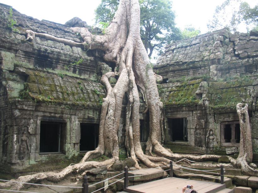 Angkor, les racines qui envahissent le site, Cambodge 

