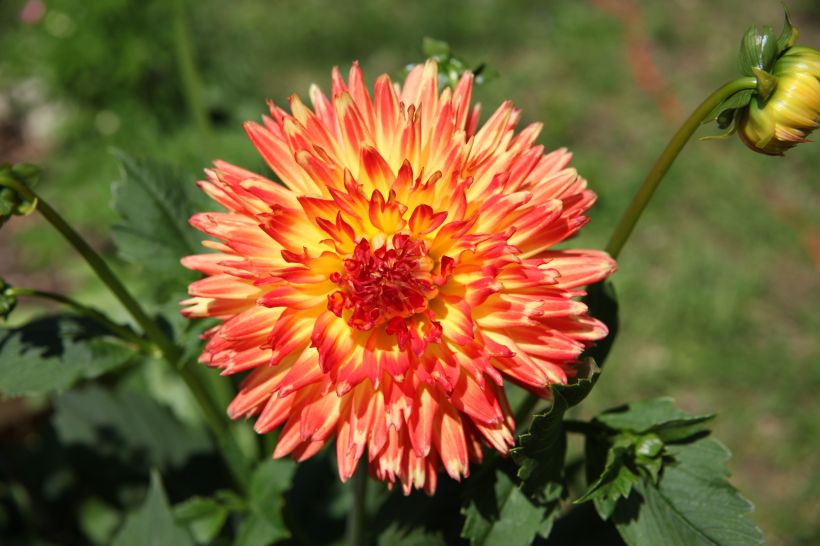 Dahlia fleur
Les superbes couleurs d'un dahlia
Mots-clés: dahlia