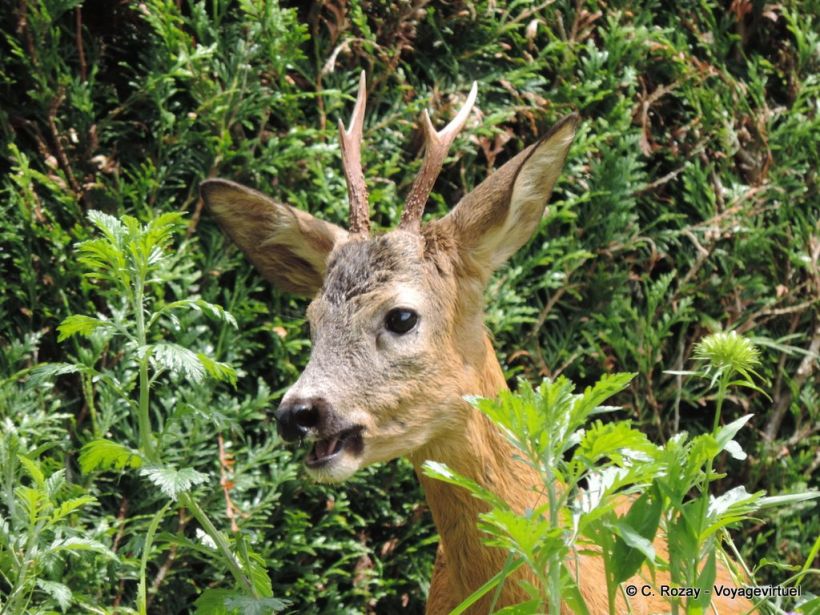 Le chevreuil dans mon jardin, il a bien grandi
Depuis que sa mère l'emmenait là ... Maintenant, il a trouvé une femelle et elle vient aussi avec sa fille ! ça fait des années qu'ils trouvent refuge à la maison.
