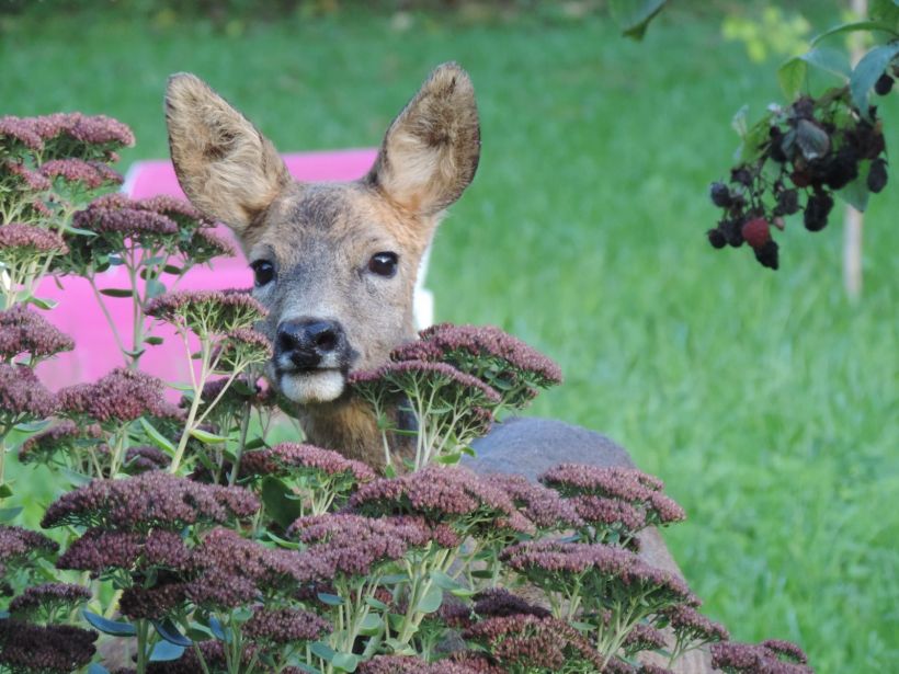 Le chevreuil dans mon jardin
En fait une chevrette (femelle du chevreuil) qui accompagne son jeune fils dans mon jardin pour se protéger des chasseurs et faire un gueuleton.
Mots-clés: chevrette chevreuil