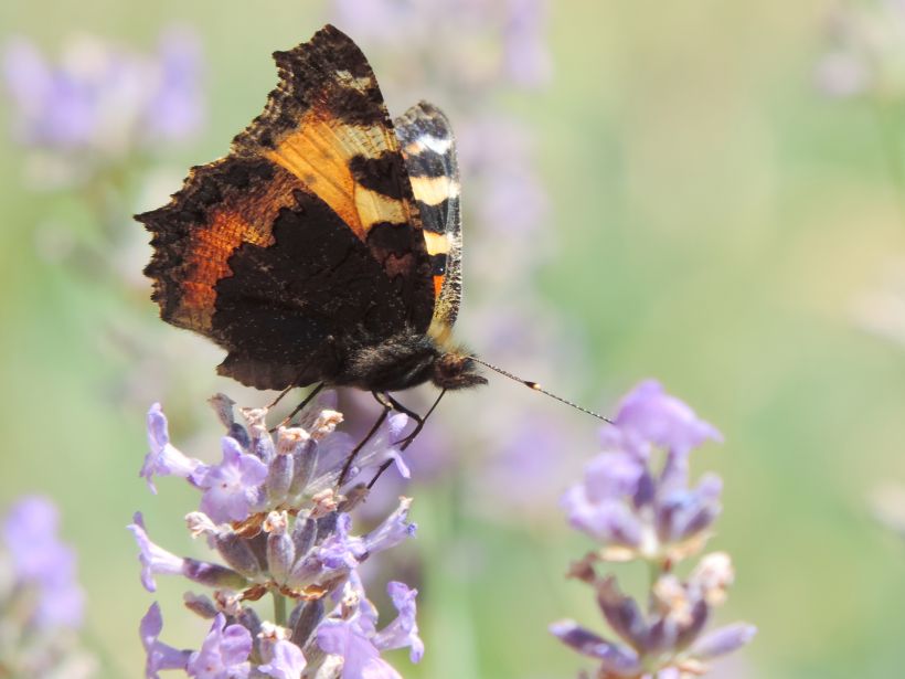 Papillon sur lavande
Le papillon avec sa trompe tendue pour se sustenter du nectar de la lavande.
Mots-clés: papillon lavande nectar