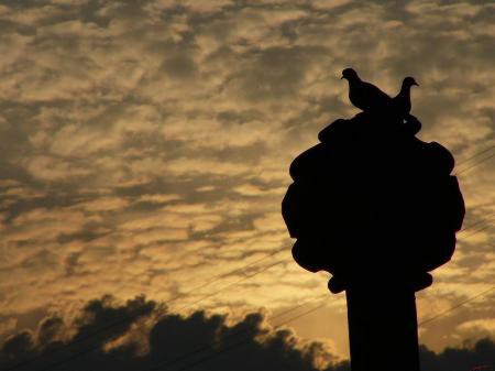 Tourtereaux
Mots-clés: oiseau