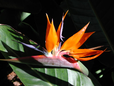 Stelitzia reginae
Mots-clés: Stelitzia