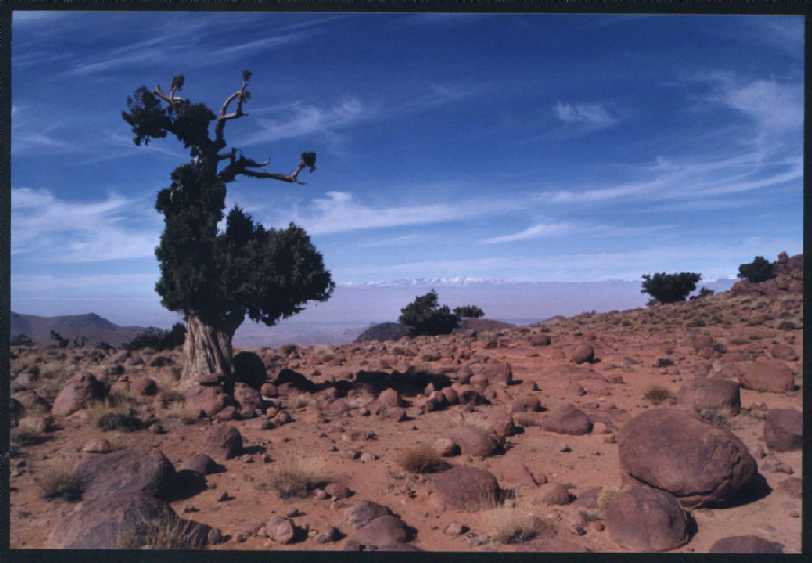 Rocaille au Maroc
Mots-clés: Maroc