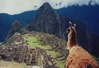 Machu Picchu Lama.jpg