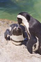 Pinguins-Couple-1.jpg