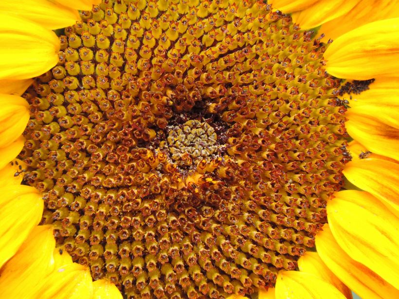 Coeur de tournesol
Le fabuleur coeur d'un tournesol au soleil
Mots-clés: tournesol