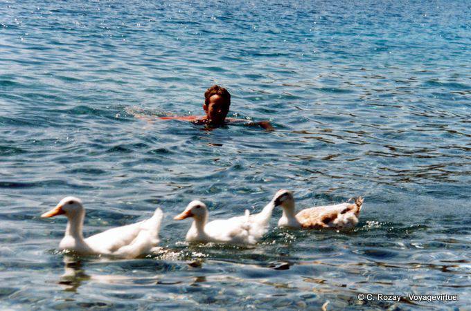 C'est la danse des canards à Sampatiki, Grèce