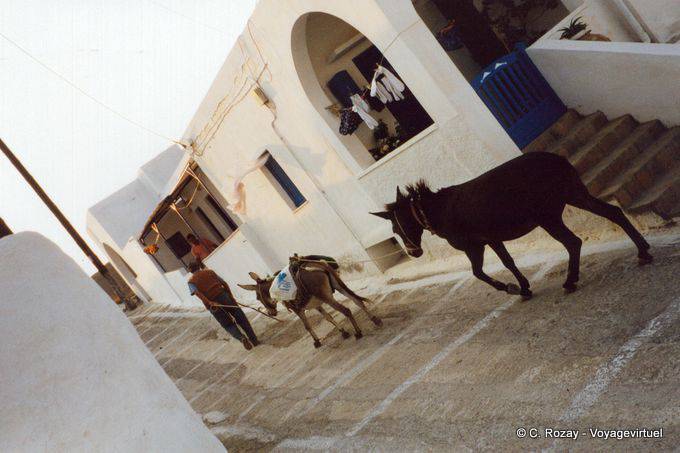 Anes au travail, Anafi - Grèce