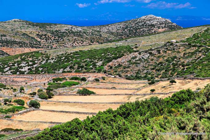 Sifnos, Agios Symeon, cultures au Soleil - Grèce