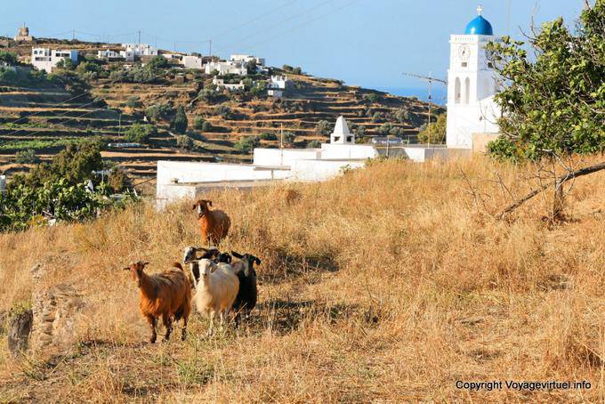Sifnos, Apollonia, troupeau de chèvres - Grèce