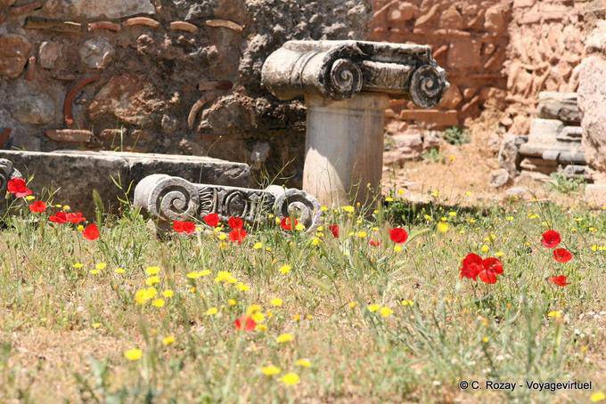 Coquelicots à Delphes - Grèce